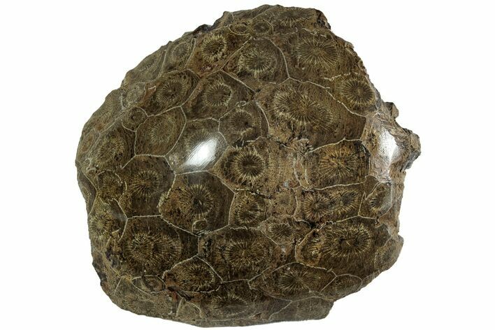 Polished Fossil Coral (Actinocyathus) Head - Morocco #202543